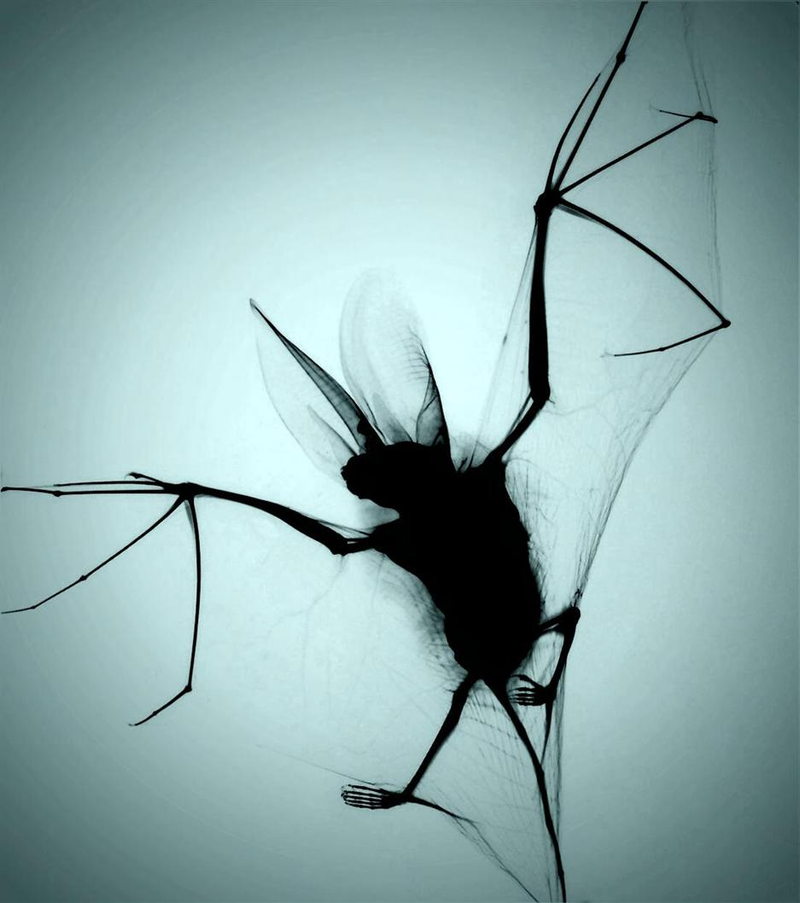 Illustration for article titled These Close-Up Views Of Nature And Technology Are Simply Awe-Inspiring